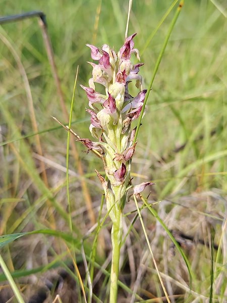Anacamptis coriophora subsp. fragrans  - Nicola Larroux
