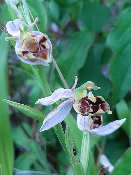 Ophrys apifera var. curviflora  - Françoise Peyrissat