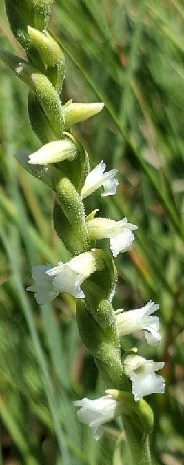 Spiranthes aestivalis 