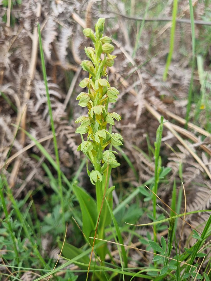 Coeloglossum viride  - Pere Espinet