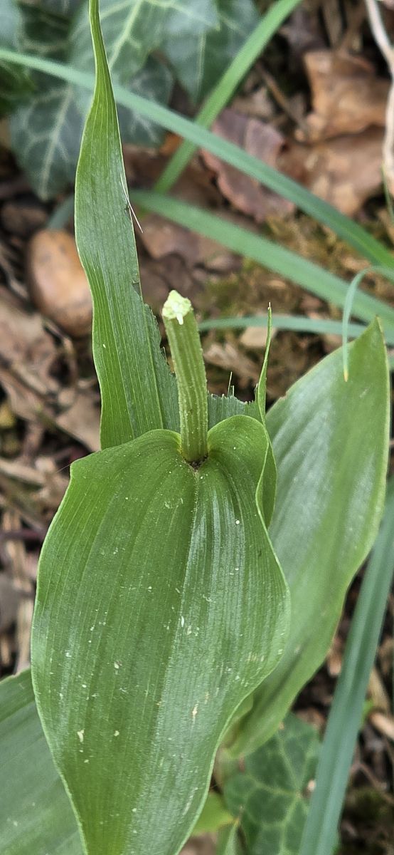 Epipactis sp.  - Michel Robin