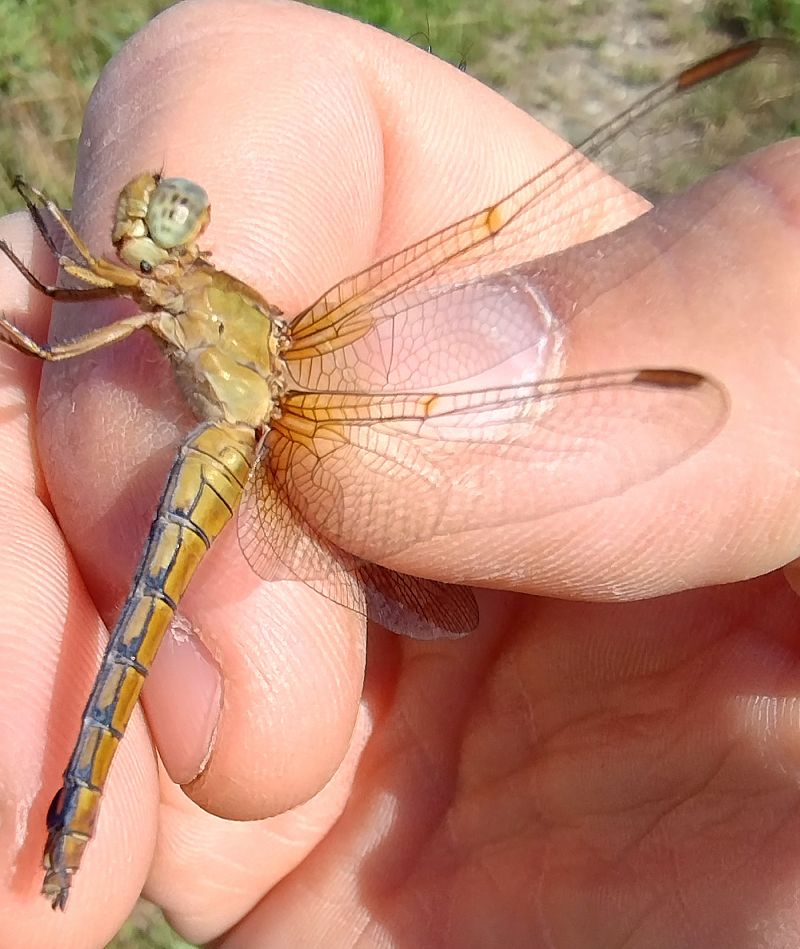 Orthetrum coerulescens  - Battisti Andrea