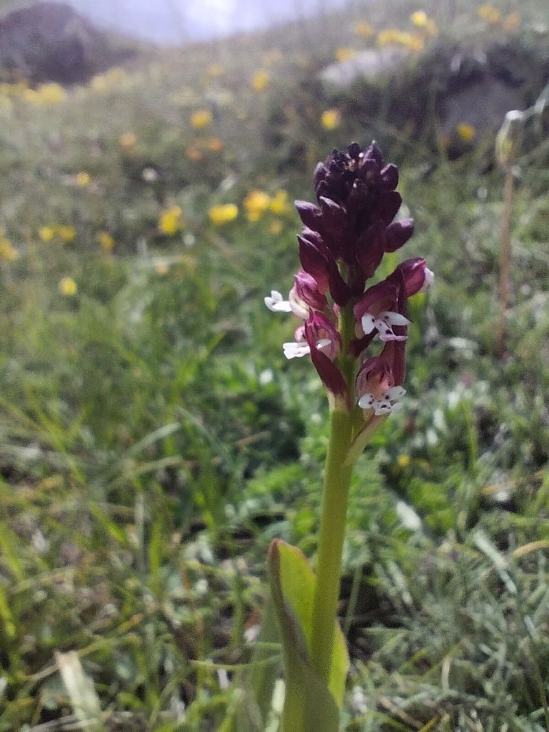 Neotinea ustulata  - Jordi Garcia-Pausas