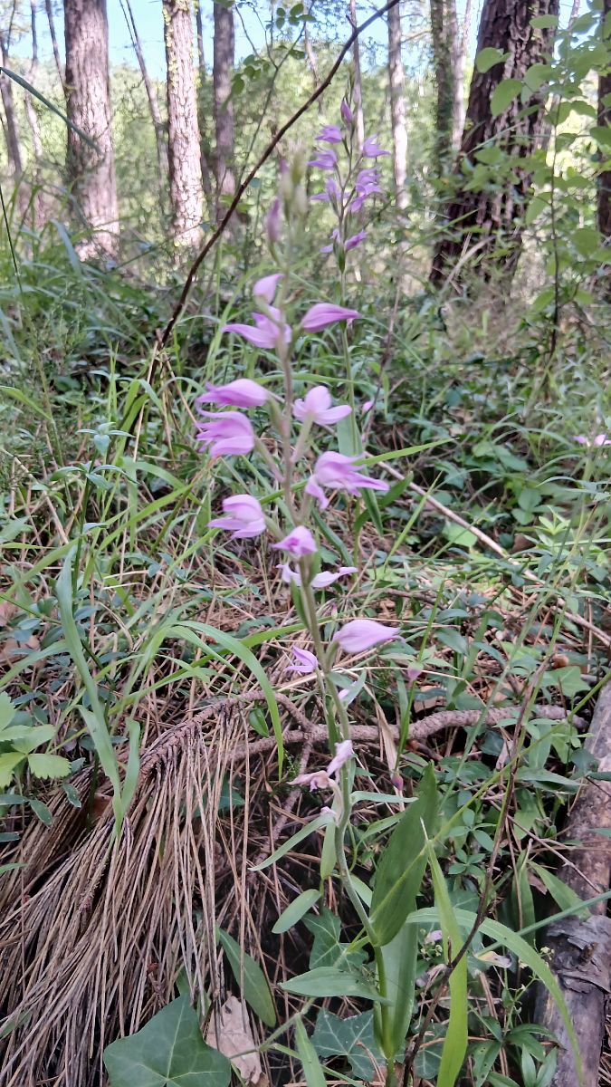 Cephalanthera rubra  - Gaetan Bottin