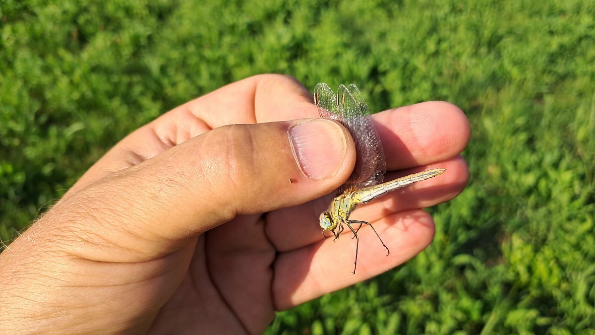 Sympetrum fonscolombei  - Roberto Fabbri