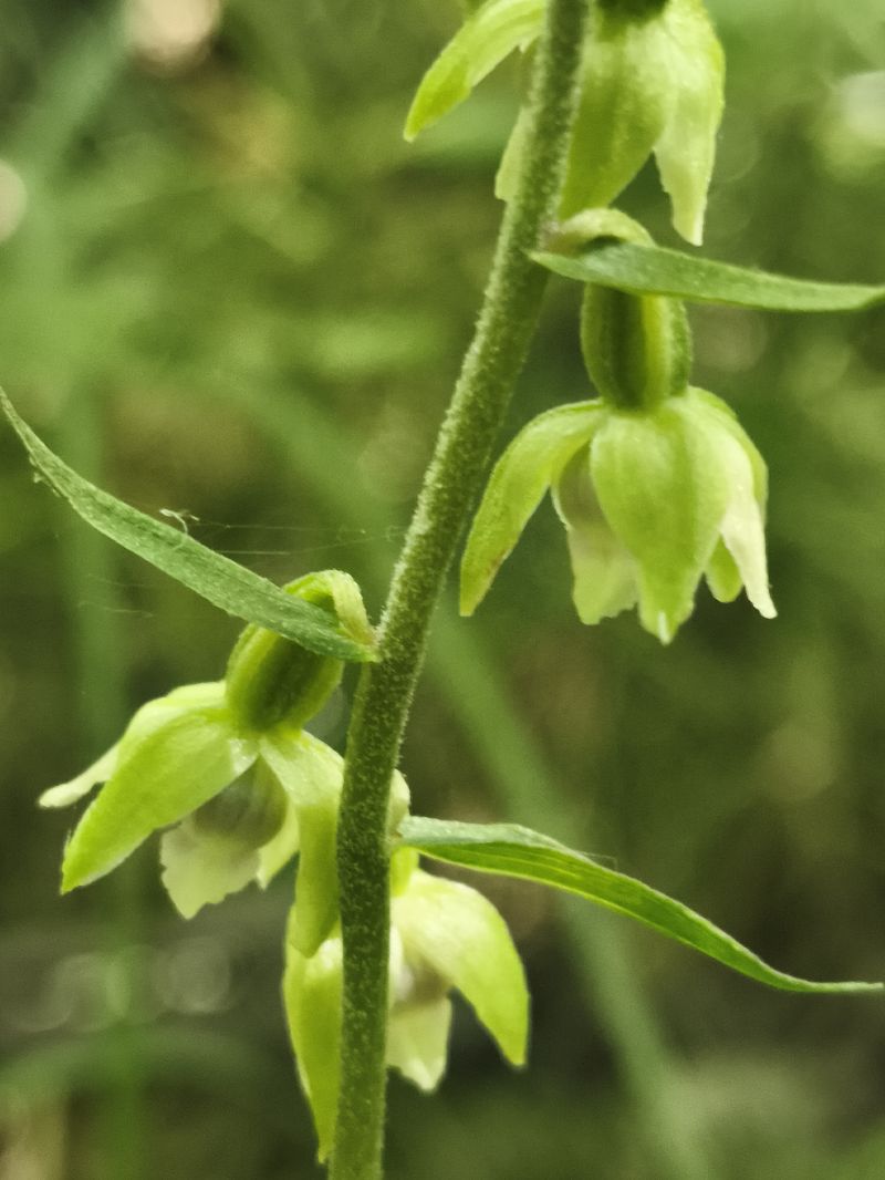 Epipactis muelleri  - Richard Fay