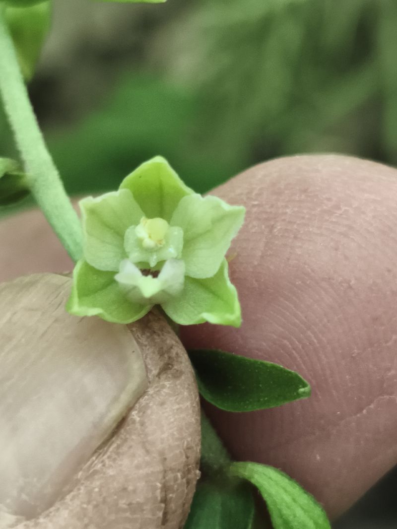 Epipactis muelleri  - Richard Fay