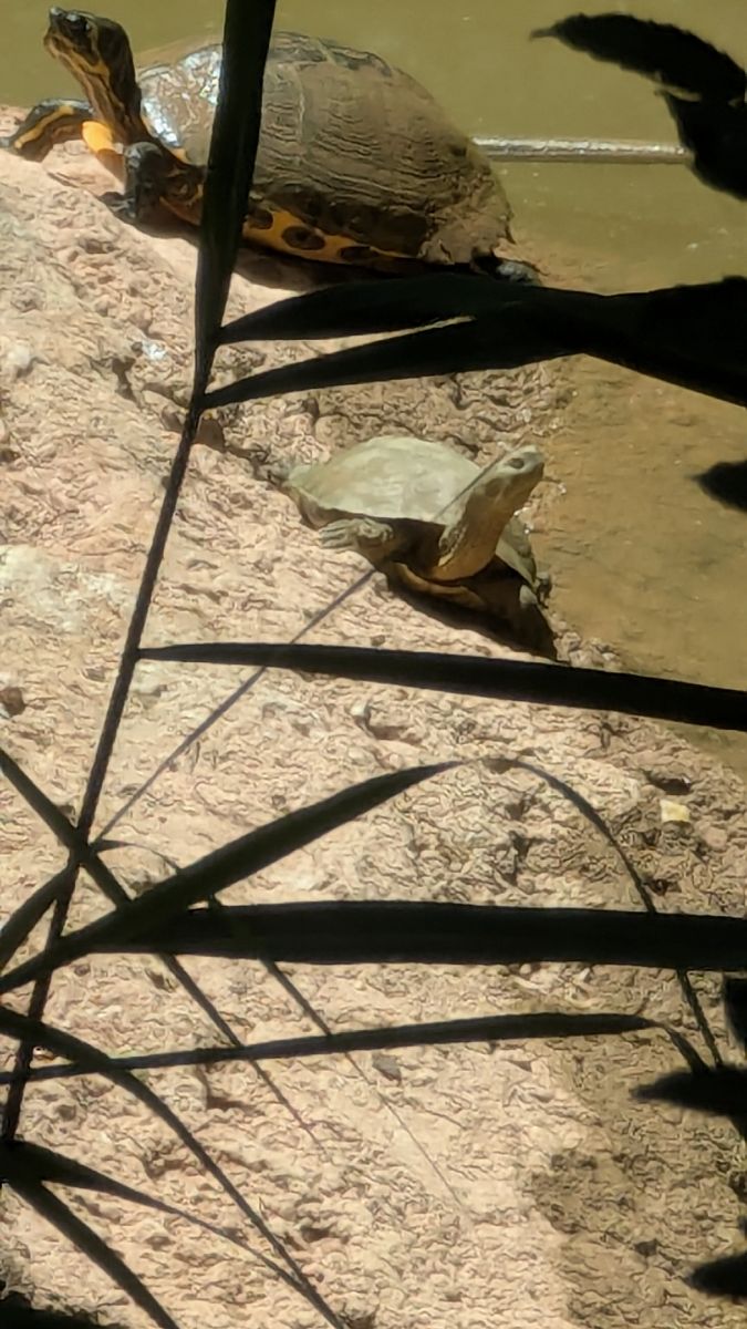 Tortuga de rierol  - Agents Rurals Alta Ribagorça