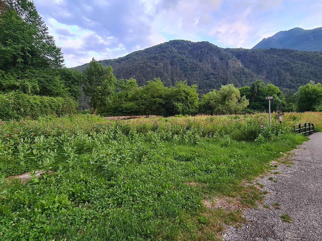 Asclepias syriaca  - Ilaria Antoniutti (FVG)