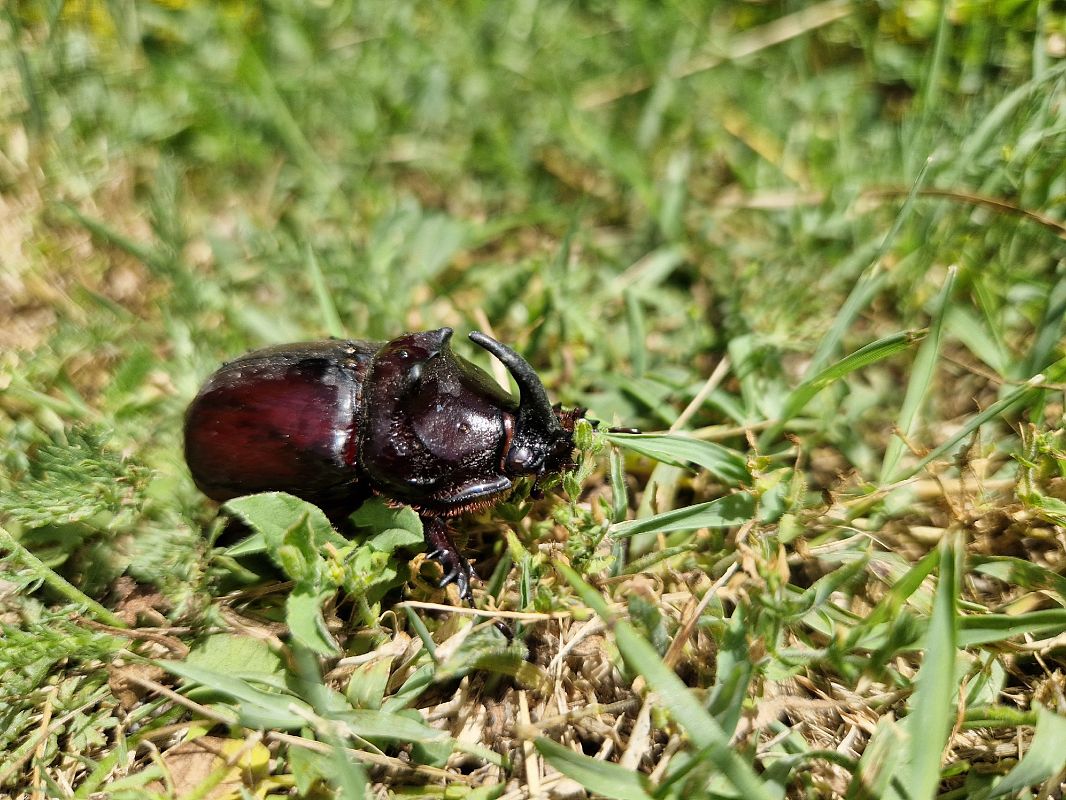 Oryctes nasicornis  - Jana Marco
