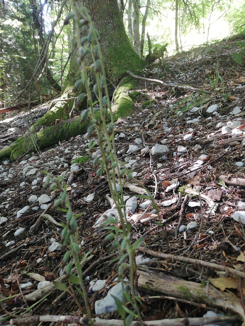 Epipactis microphylla  - Laurent Fourneret