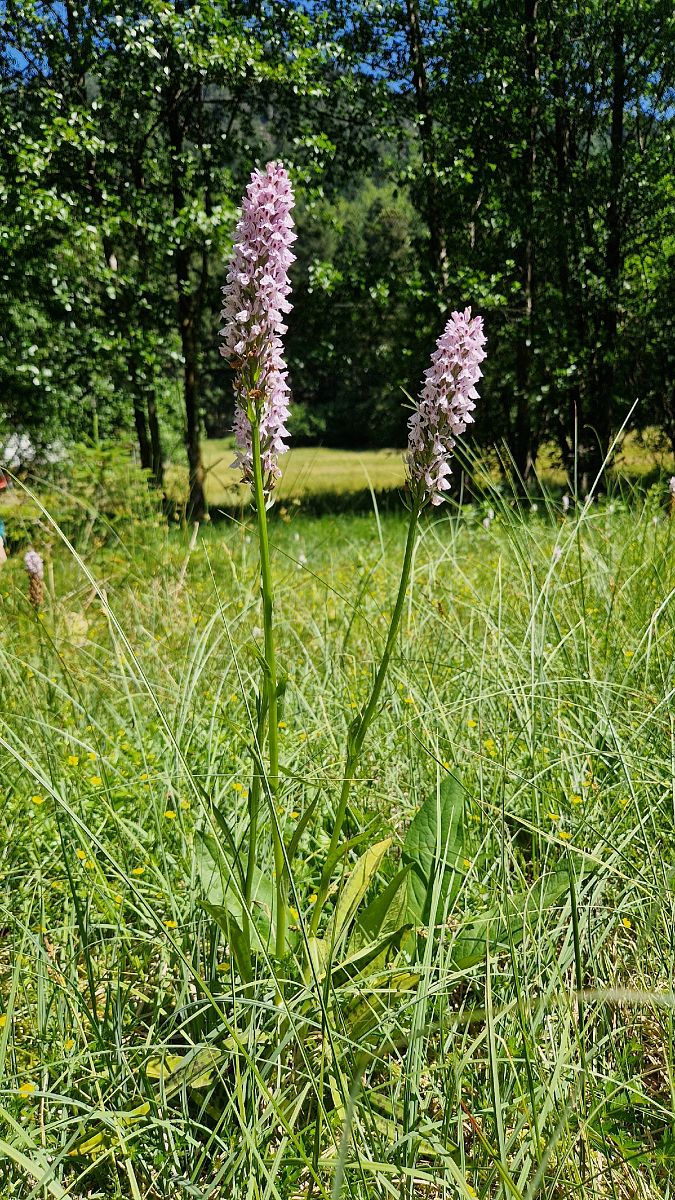 Dactylorhiza maculata  - Bruno Souny