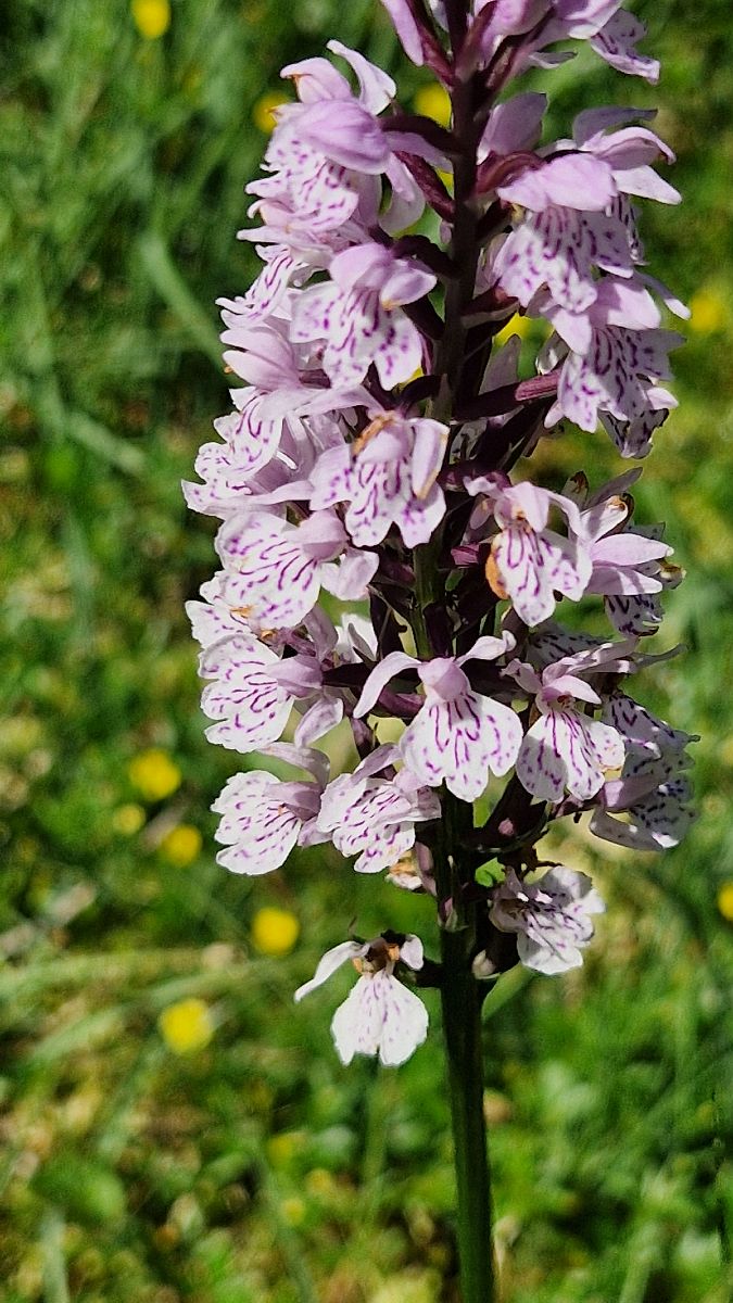 Dactylorhiza maculata  - Bruno Souny