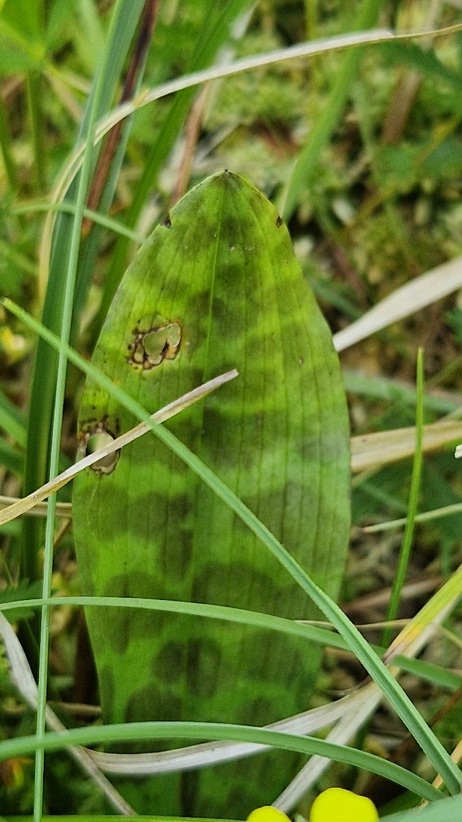 Dactylorhiza maculata  - Bruno Souny