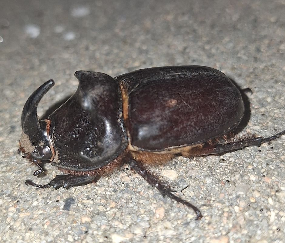 Oryctes nasicornis  - Antoni Mariné Sanz