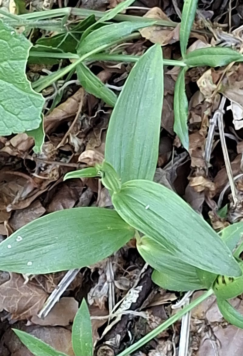 Cephalanthera damasonium 