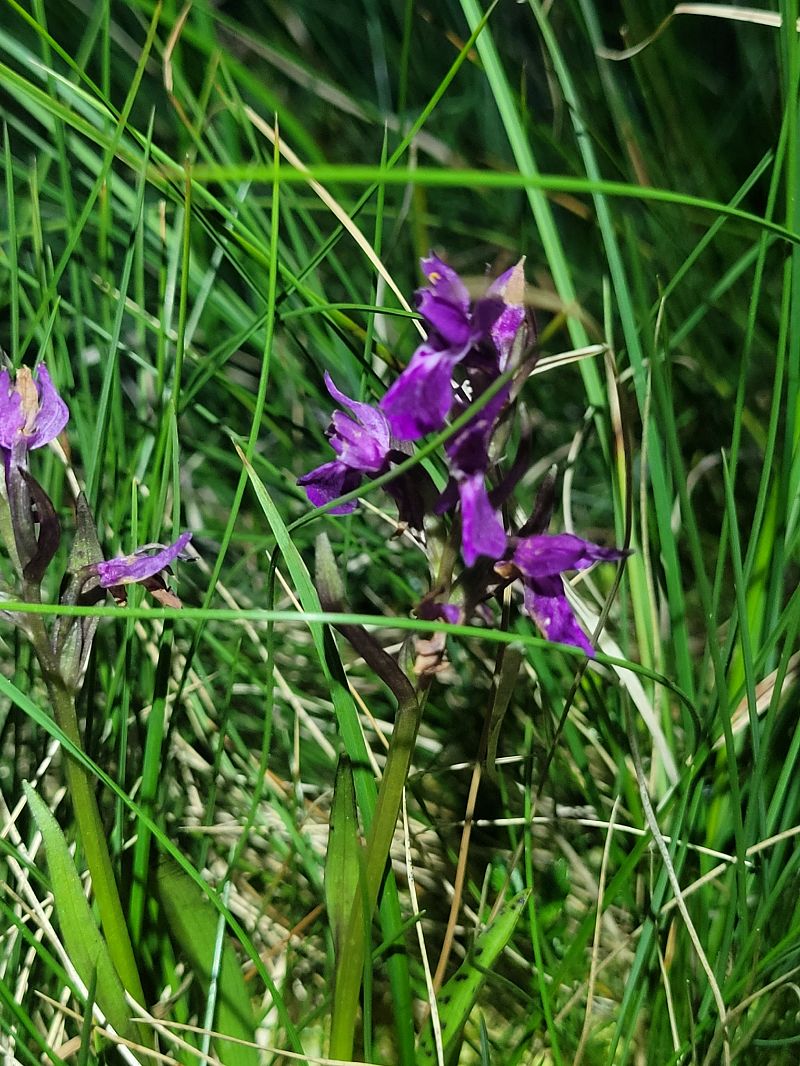 Dactylorhiza parvimajalis  - Thomas Lux