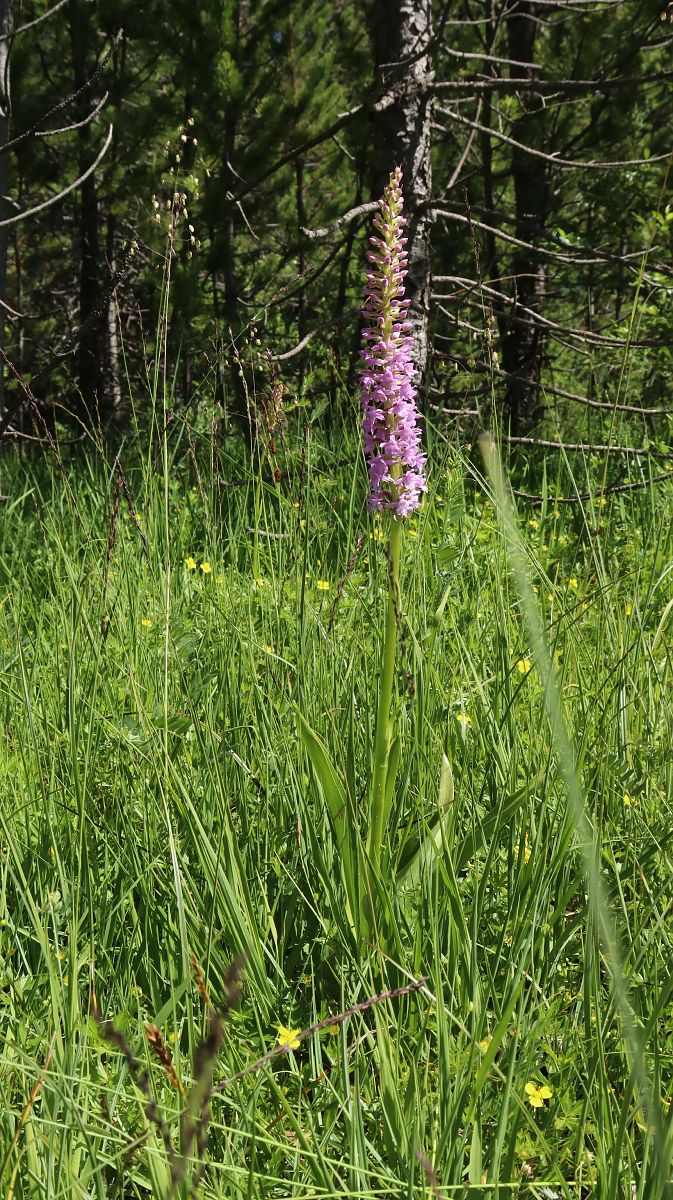 Gymnadenia conopsea var. densiflora  - Gerard Guillouard