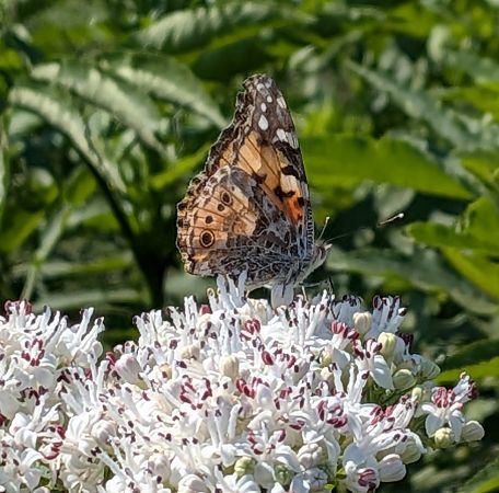 Vanessa cardui  - Andrea Verdelli