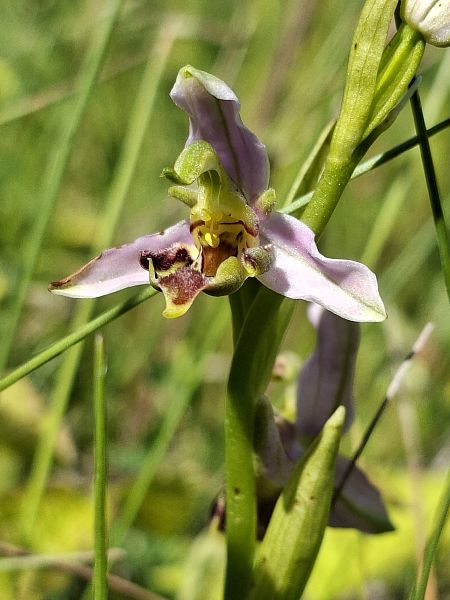 Ophrys apifera var. curviflora  - Alain Fourmann