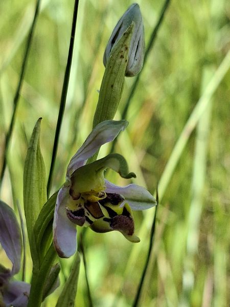 Ophrys apifera var. curviflora  - Alain Fourmann