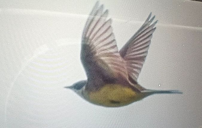 Schafstelze (ssp. thunbergi)  - Michał Polakowski