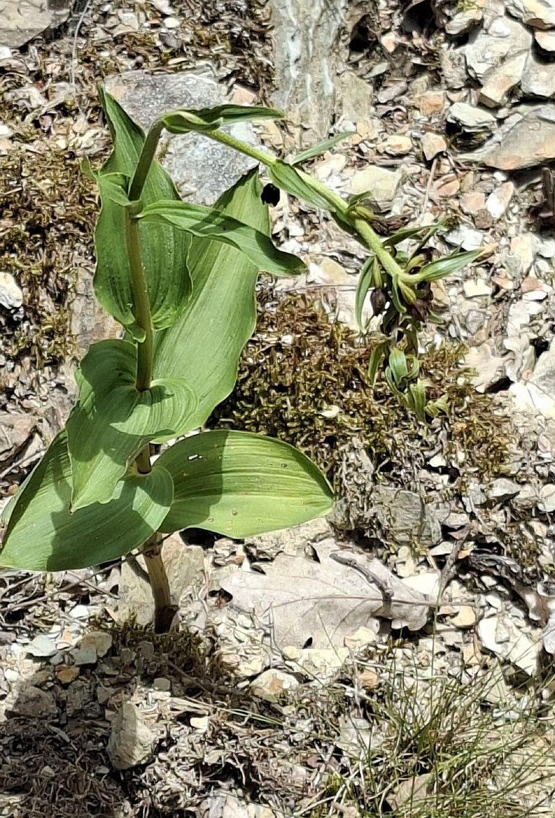 Epipactis helleborine 