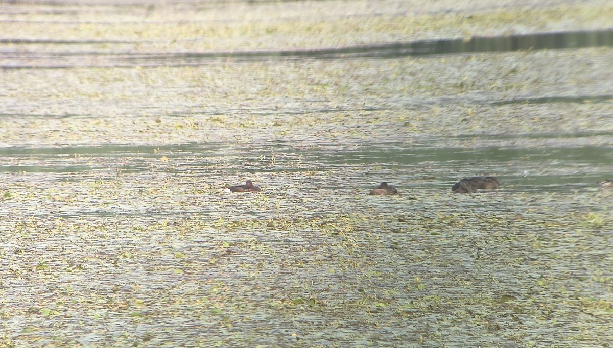 Fuligule nyroca  - Bartłomiej Kusal