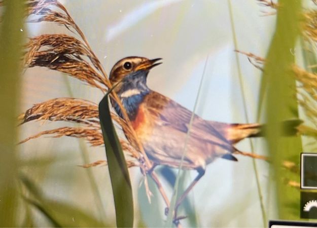 Blaukehlchen (ssp. svecica): Rotsterniges B. 
