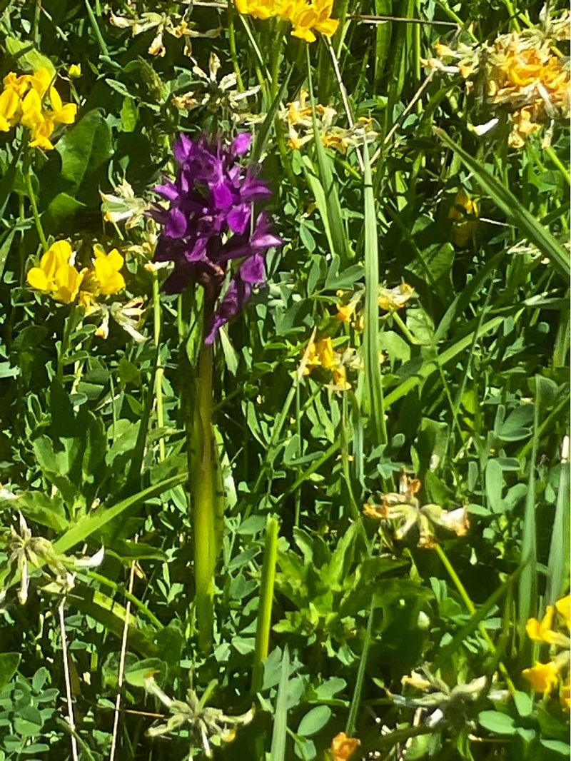 Dactylorhiza alpestris  - Cécile Soudry You
