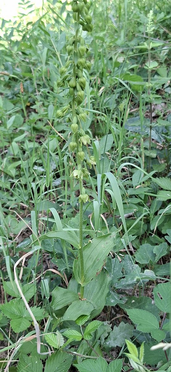 Epipactis helleborine subsp. tremolsii 