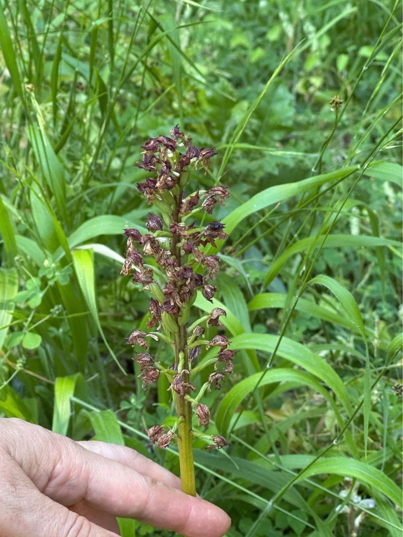 Orchis purpurea  - Antonio Mazzone