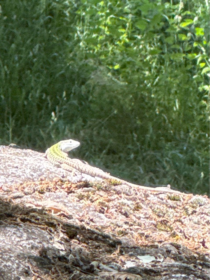 Lucertola campestre  - Antonio Mazzone