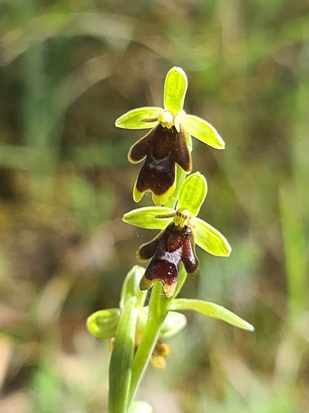 Ophrys aymoninii  - Christian Fleury