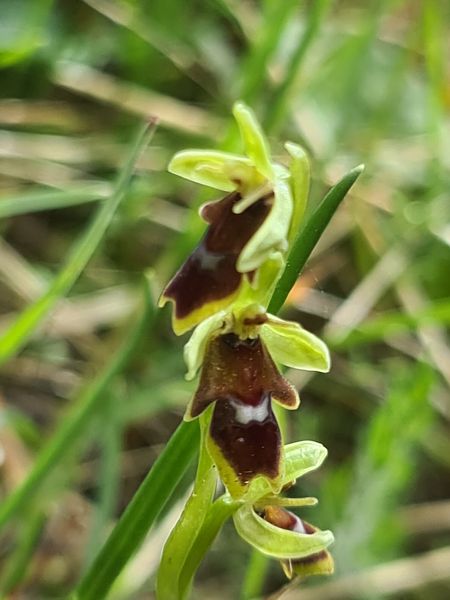 Ophrys aymoninii  - Christian Fleury