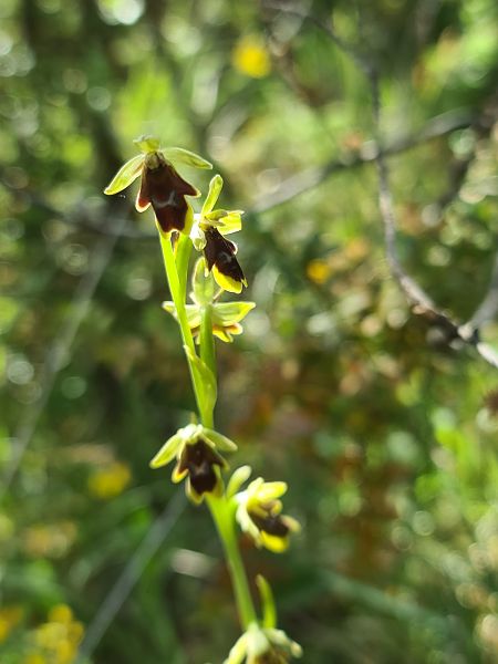 Ophrys aymoninii  - Christian Fleury