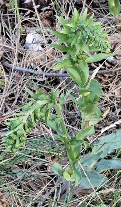 Epipactis distans 