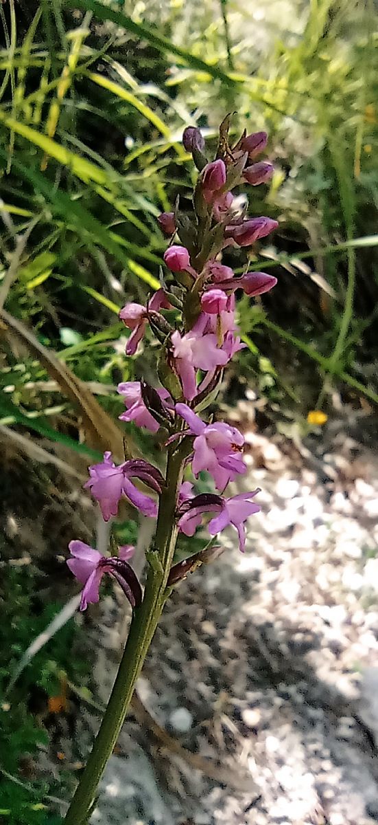 Gymnadenia odoratissima  - Bruno Veillet