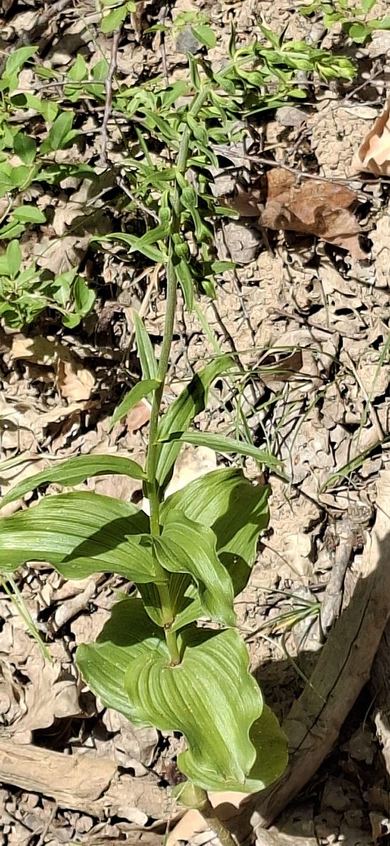 Epipactis helleborine 