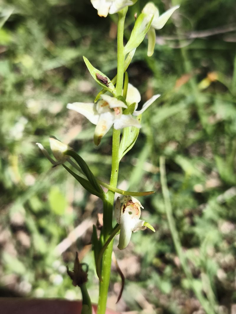 Platanthera chlorantha  - Richard Fay
