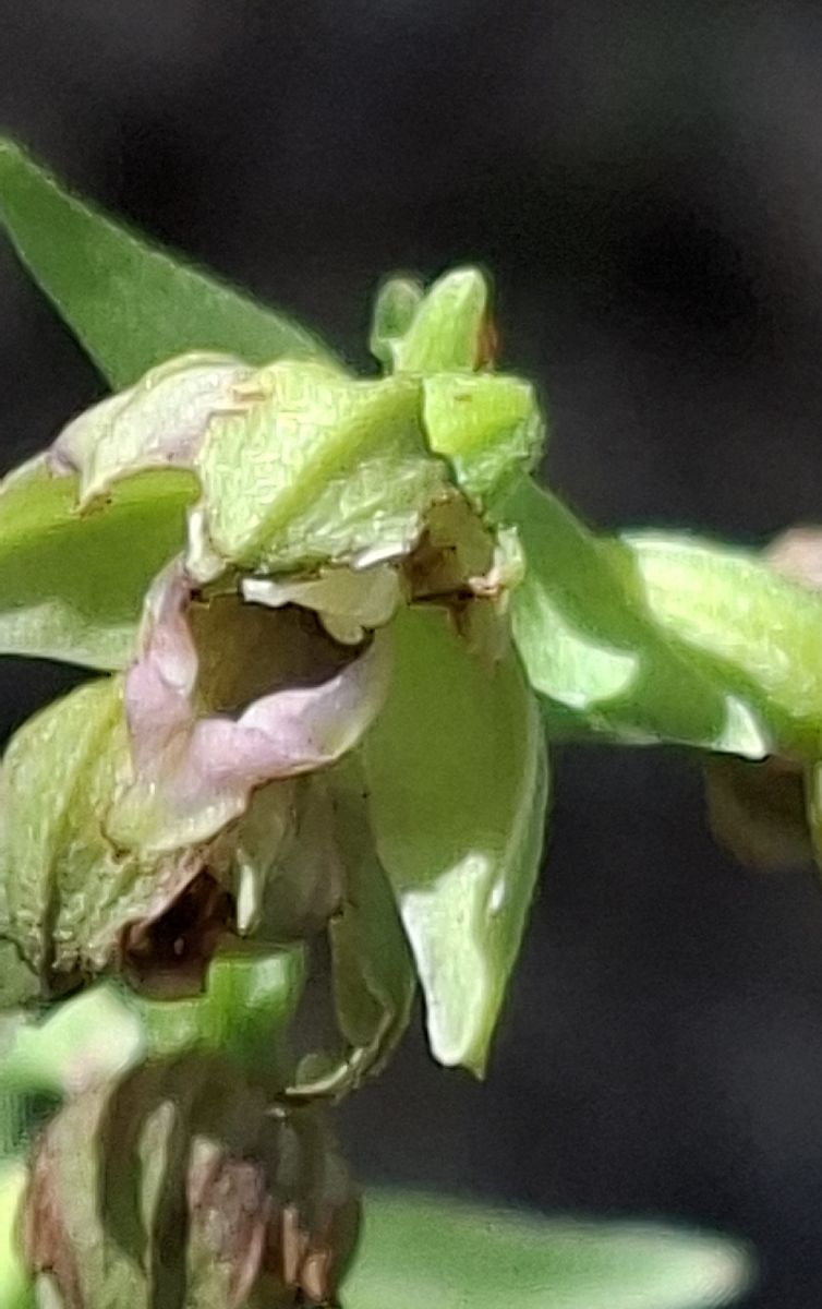 Epipactis muelleri 