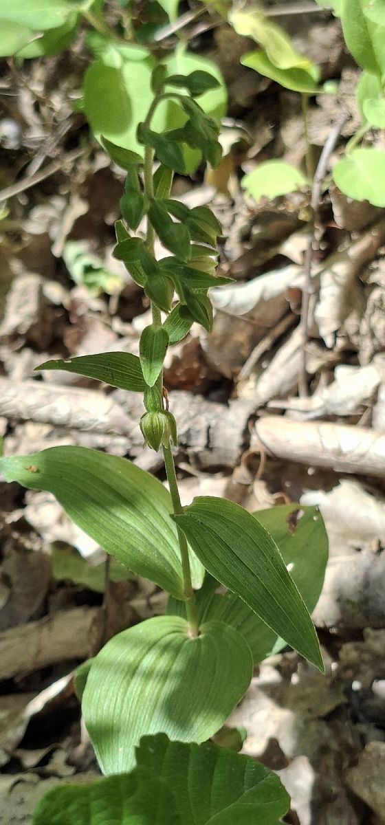 Epipactis muelleri 