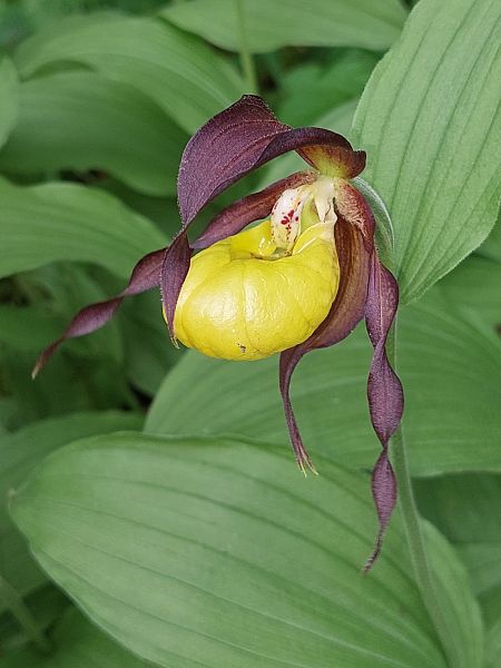Cypripedium calceolus  - Bernard Sonnerat