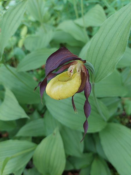 Cypripedium calceolus  - Bernard Sonnerat