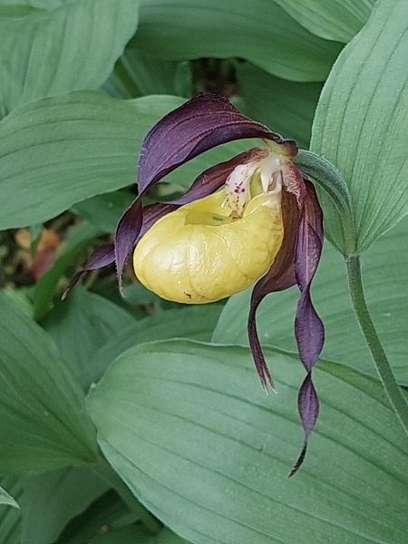 Cypripedium calceolus  - Bernard Sonnerat