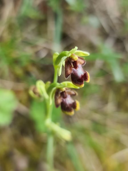 Ophrys aymoninii  - Christian Fleury