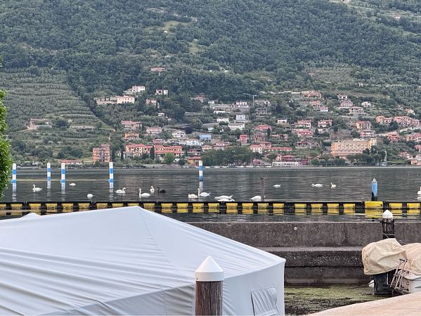 Cigno nero  - Cristina Azzola