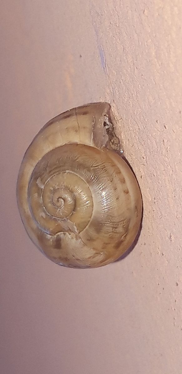 Eobania vermiculata  - Michele Cento