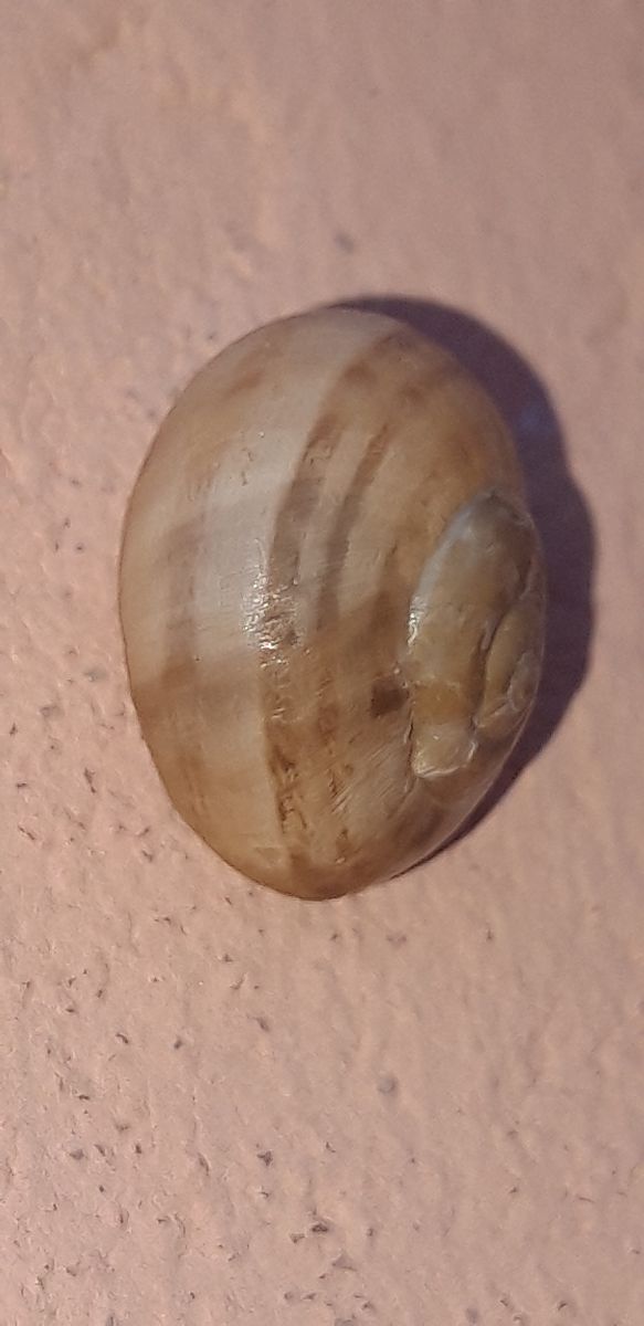 Eobania vermiculata  - Michele Cento
