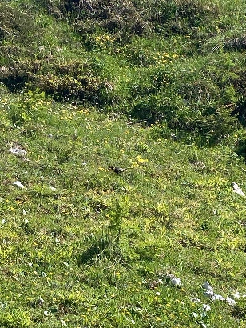 Merlo dal collare  - Giorgio Andrea Avanzo (FVG)
